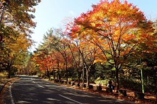 円山公園の紅葉写真１