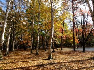 円山公園の紅葉写真２