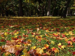 円山公園の紅葉の写真３