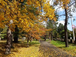 円山公園の紅葉の写真４