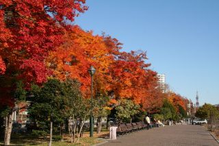 大通公園の紅葉の写真４