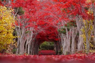 平岡樹芸センター（みどりーむ）の紅葉写真１