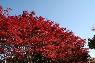 平岡樹芸センター（みどりーむ）の紅葉の写真３