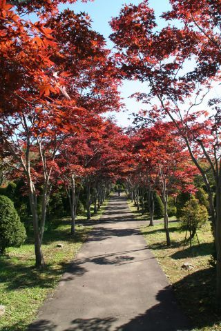 平岡樹芸センター（みどりーむ）の紅葉の写真４