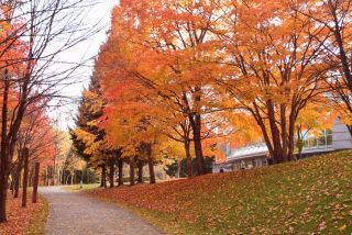 札幌芸術の森の紅葉写真２