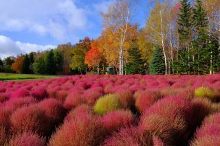 国営滝野すずらん丘陵公園の紅葉の写真３