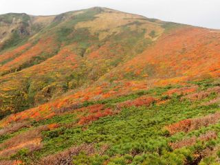 栗駒山（いわかがみ平）の紅葉写真１