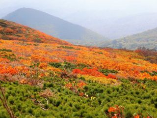 栗駒山（いわかがみ平）の紅葉写真２