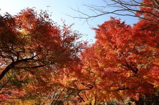 建長寺の紅葉写真１