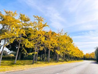 国営海の中道海浜公園の紅葉写真1