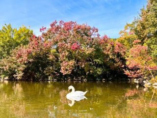 国営海の中道海浜公園の紅葉写真2