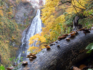 くろくまの滝の紅葉写真１