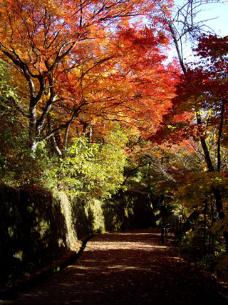 城山公園（岐阜）の紅葉写真１