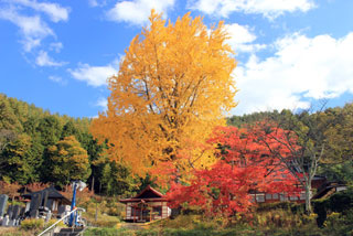 長福寺の紅葉写真１
