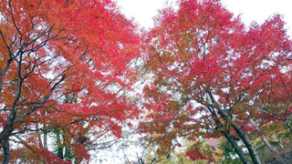 旭日丘湖畔緑地公園（山中湖）の紅葉写真２