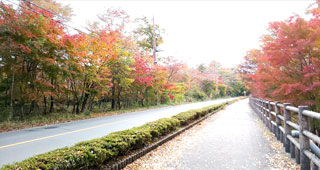 旭日丘湖畔緑地公園（山中湖）の紅葉の写真４