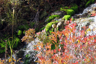 チャツボミゴケ公園（穴地獄）の紅葉写真１