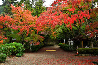 胡宮神社の紅葉写真１