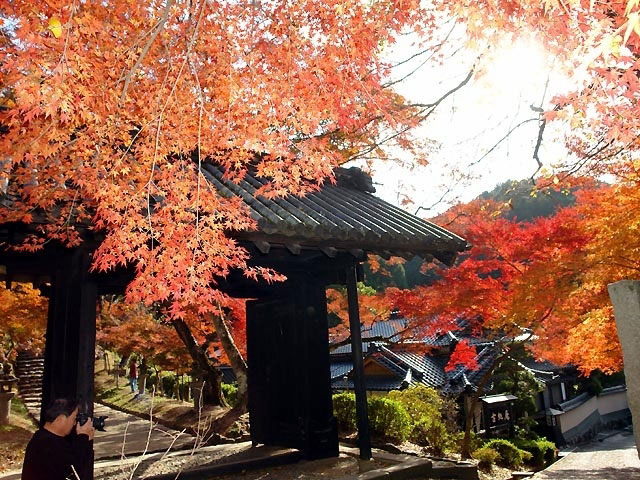 秋月の紅葉情報 Ks Photo