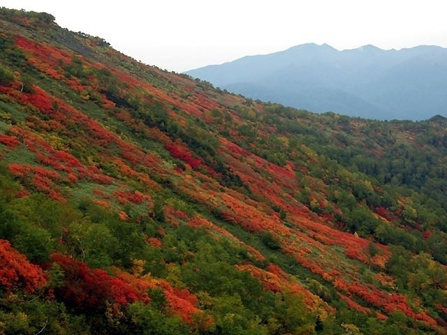 大雪山国立公園の紅葉 紅葉情報