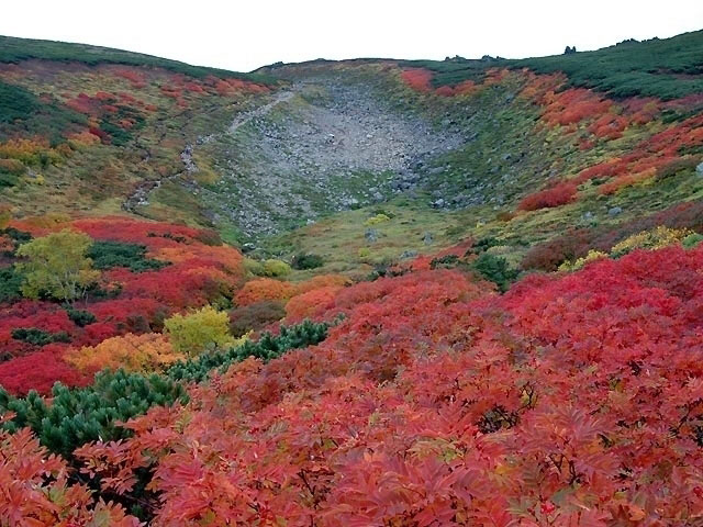 大雪山国立公園の紅葉 紅葉情報