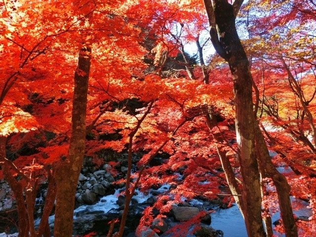 夏井川渓谷の紅葉 紅葉情報