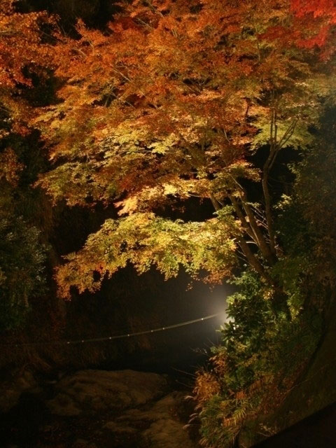 養老渓谷の紅葉 紅葉情報