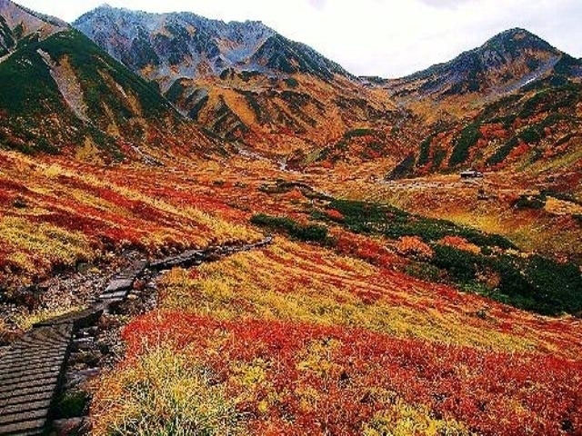 立山室堂平の紅葉 紅葉情報