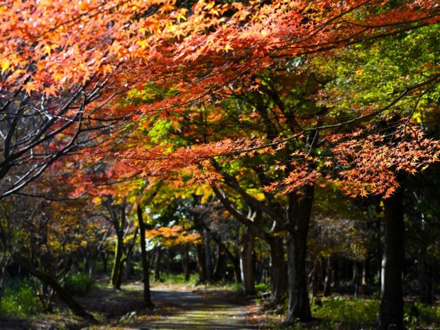 養老公園の紅葉 紅葉情報