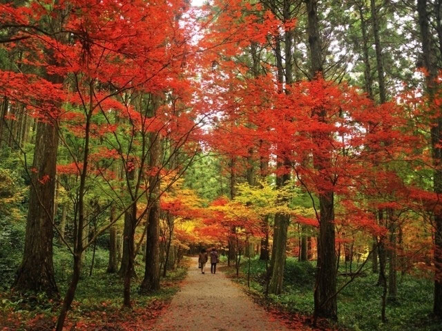 遠江国一宮 小國神社の紅葉 紅葉情報