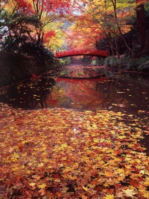 遠江国一宮 小國神社の紅葉 紅葉情報