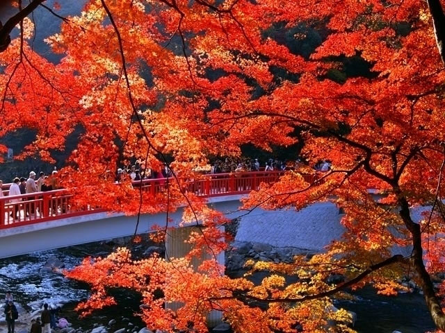 香嵐渓の紅葉 紅葉情報
