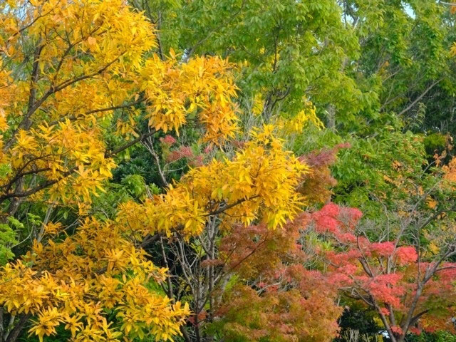 御在所岳の紅葉 紅葉情報