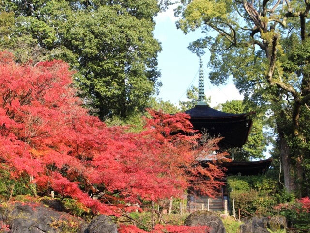 石山寺の紅葉 紅葉情報