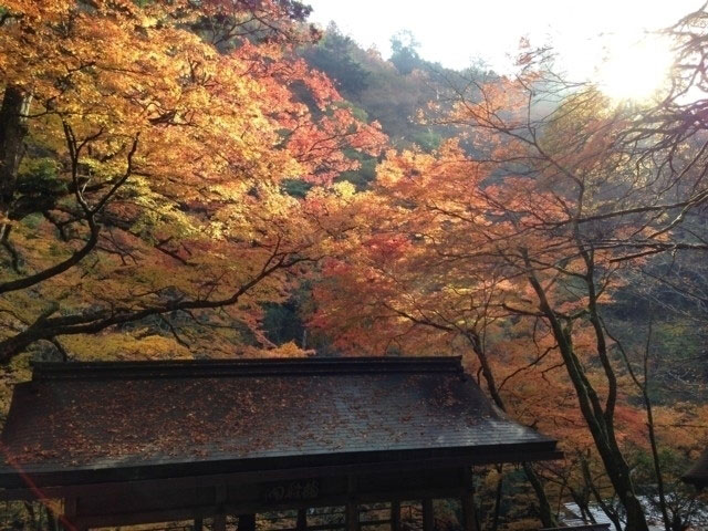 貴船神社の紅葉 紅葉情報