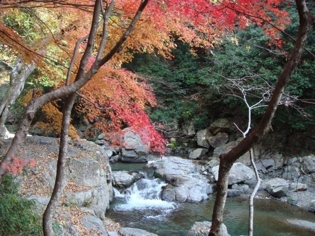 摂津峡公園の紅葉 紅葉情報