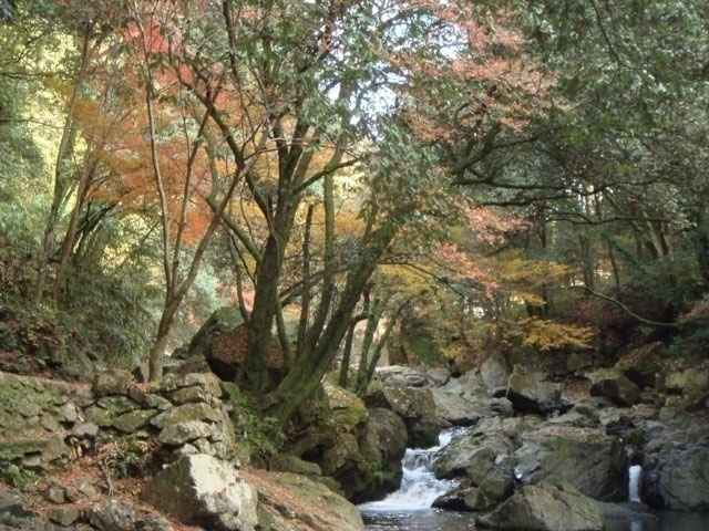 摂津峡公園の紅葉 紅葉情報