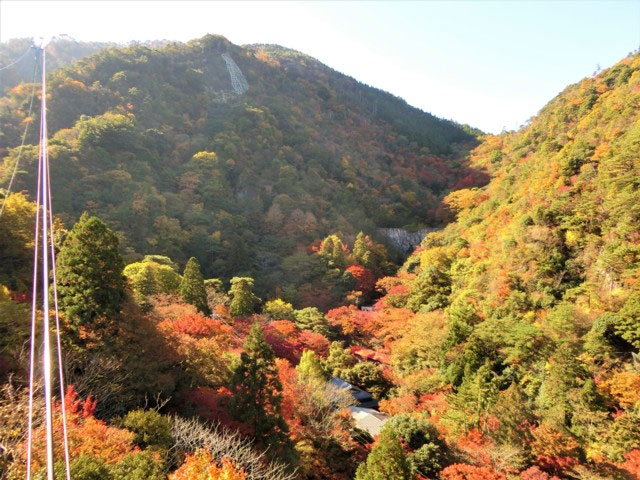 六甲山の紅葉 紅葉情報