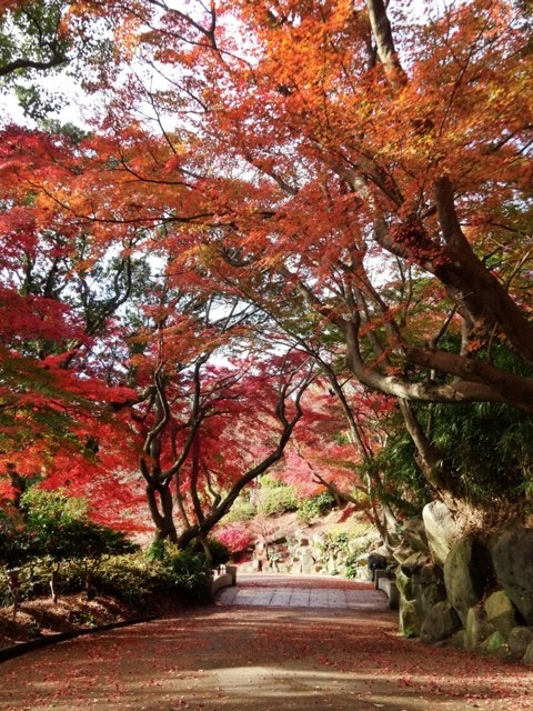 神戸市立須磨離宮公園の紅葉 紅葉情報