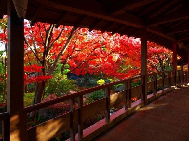 姫路城西御屋敷跡庭園 好古園の紅葉 紅葉情報