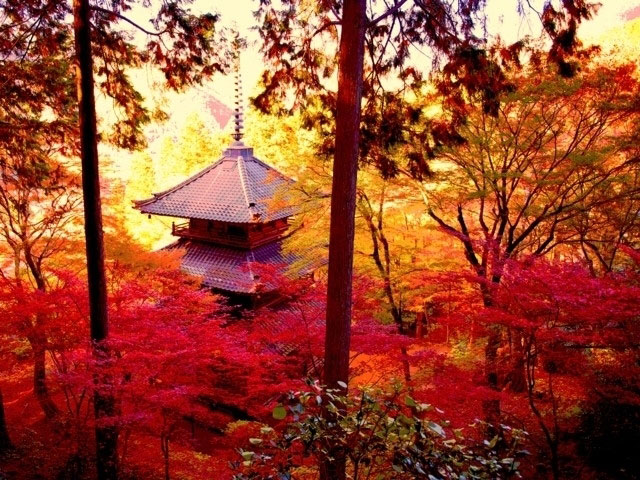 高源寺の紅葉 紅葉情報