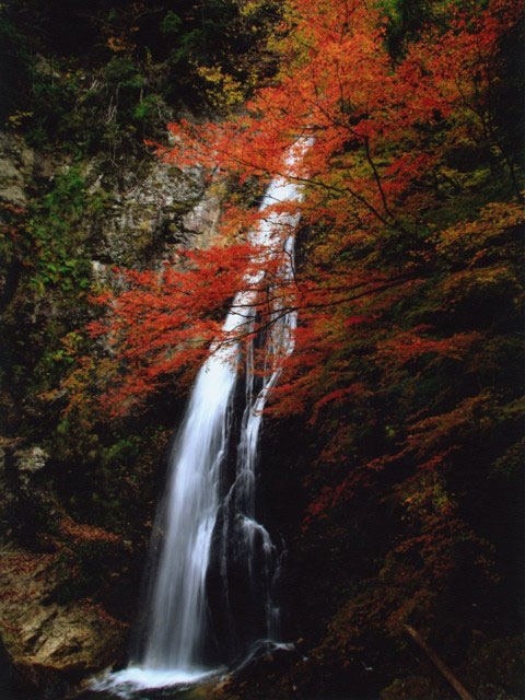 原不動滝の紅葉 紅葉情報