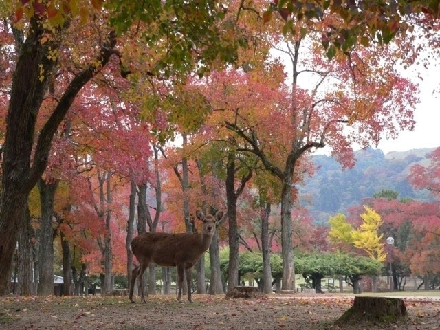 奈良公園の紅葉 紅葉情報