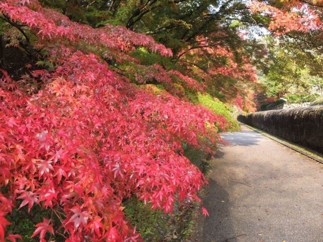 特別史跡旧閑谷学校の紅葉 紅葉情報