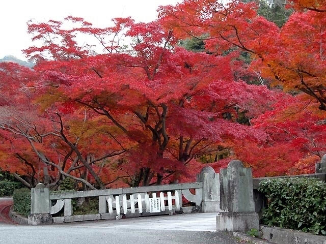 毛利氏庭園の紅葉 紅葉情報