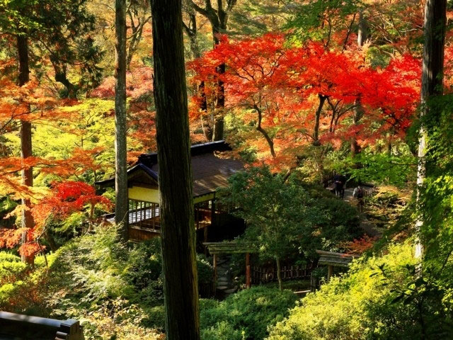 大興善寺の紅葉 紅葉情報