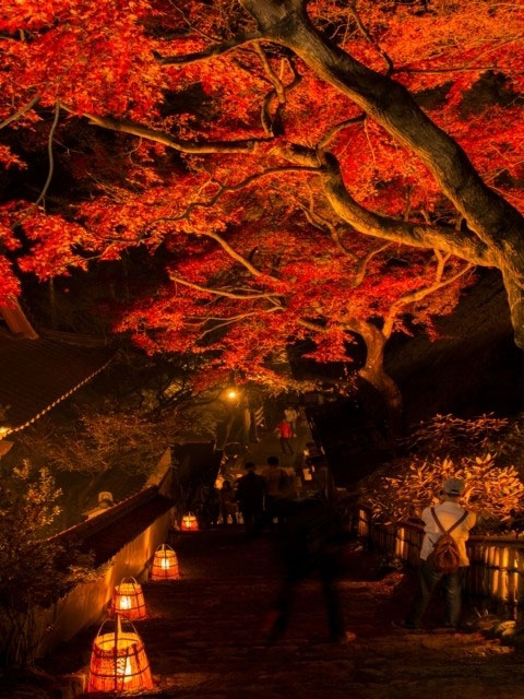 大興善寺の紅葉 紅葉情報