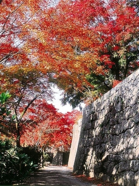 岡城跡の紅葉 紅葉情報