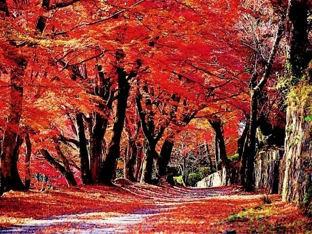 岡城跡の紅葉 紅葉情報