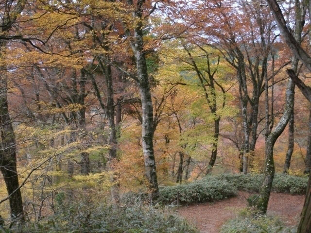 金剛山の紅葉 紅葉情報